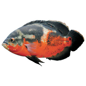 papaiya Tetra社 テトラ シクリッド ステック 計19個 papaiya Tetra社 テトラ シクリッド ステック 計19個 Amazon.co