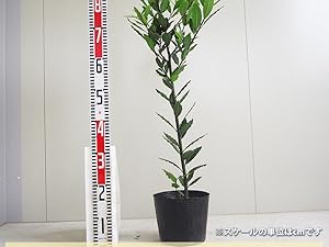 Amazon.co.jp: ITANSE ローリエ (月桂樹) 6号 1個売り