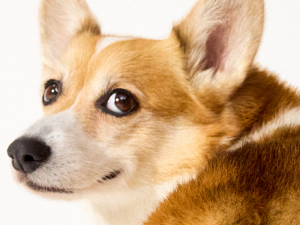  suppliments wipes pets prime day deals nafive natuve only natural blend scootering