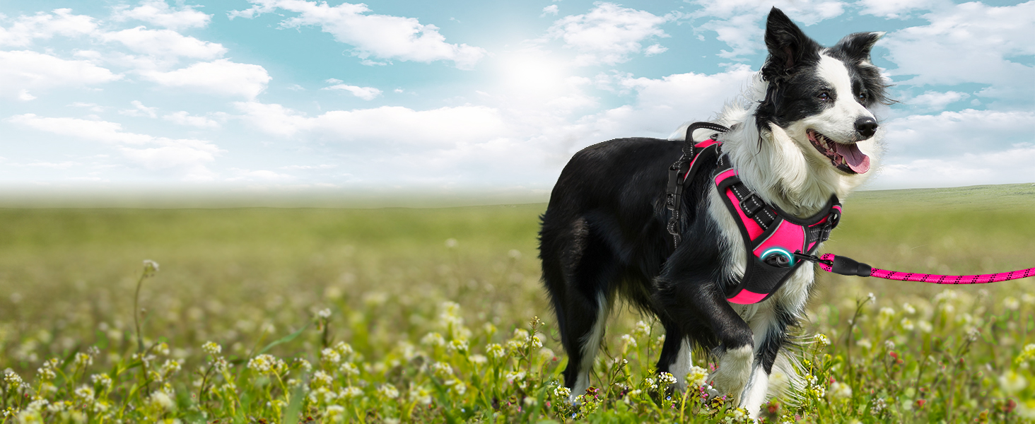 harness ruffwear harness dog harness medium harness for small dogs harness dog