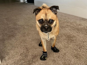dog shoes for indoor