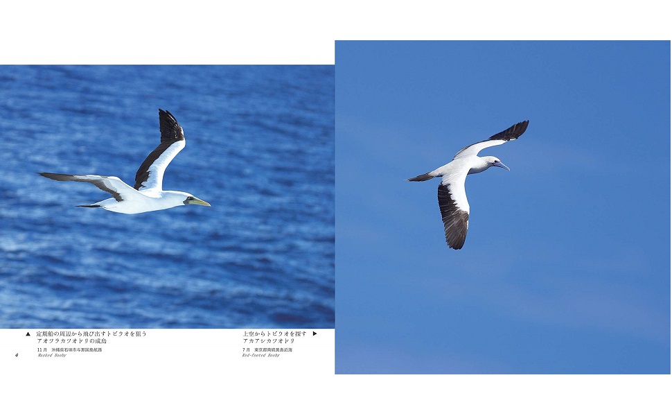 飛翔 野生の瞬間 | 真木 広造, 真木 広造 |本 | 通販 | Amazon