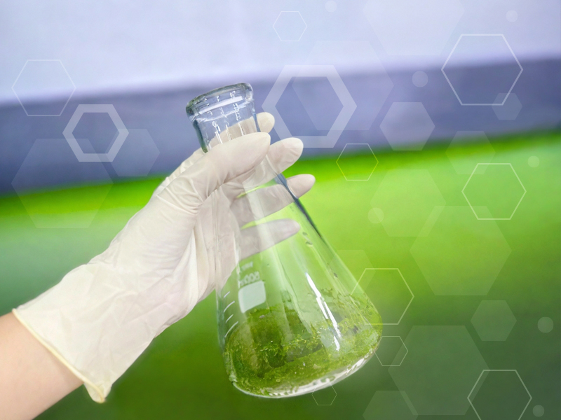 Wolffia Globosa Sustainably Grown Lab-Tested for Quality