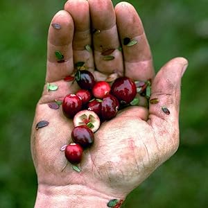 Fresh Cranberries