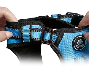 dog harness
