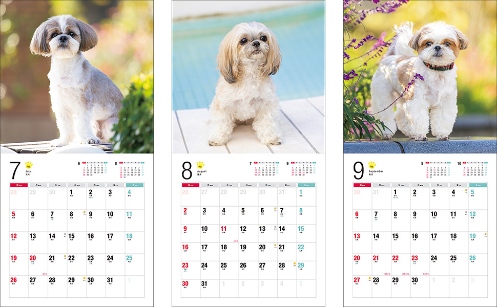 2026年カレンダー シー・ズー | 中村 陽子 |本 | 通販 | Amazon