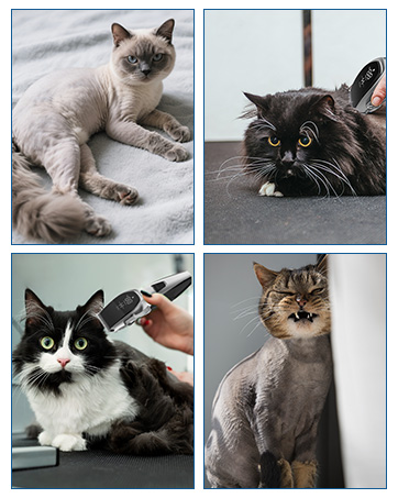 dog shavers for grooming