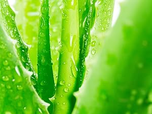 Aloe Vera Gel Facial Ingredient