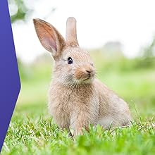Vetasan Giardientest für Hunde und Katzen Hase Kaninchen