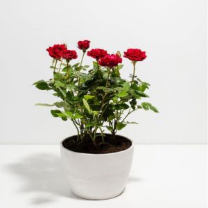 Small manufacture image 1