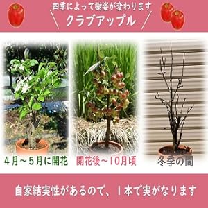 Amazon｜鉢植え林檎 6号サイズ 1鉢 姫林檎 姫りんごの鉢植え果樹