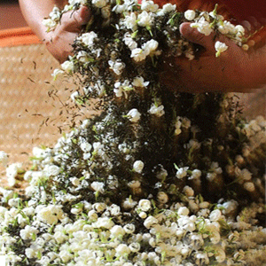Jasmine Dragon Pearls