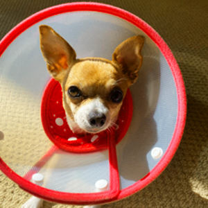 chihuahua cone