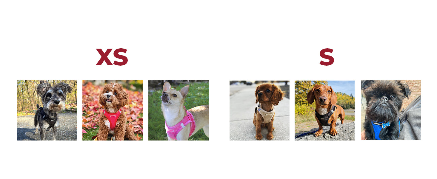 dog harness for Small puppies