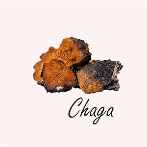 chaga tea graphics by baikal tea herbal company