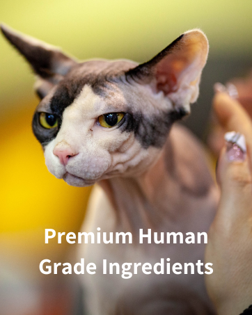 mr-wrinkles-hairless-pet-skin-care-spyhnx-cat getting pet