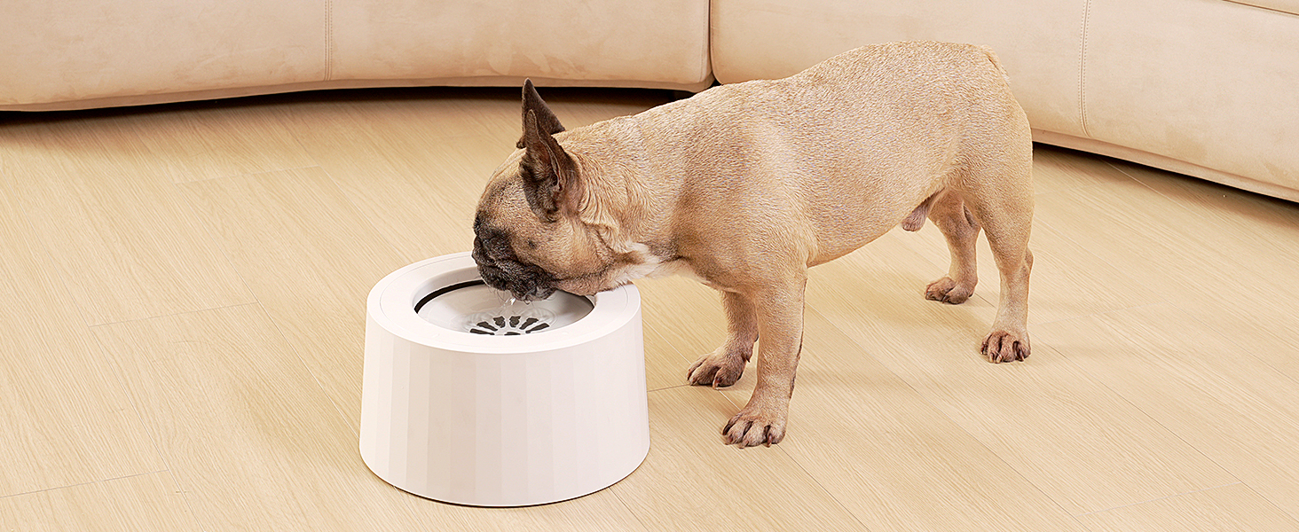 water bowl for dogs