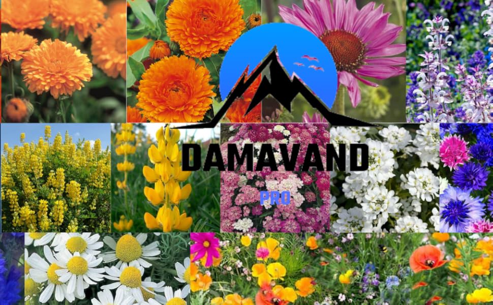 Wild Flower Meadow 100g Certified Seeds wildflower seeds Over 26 of