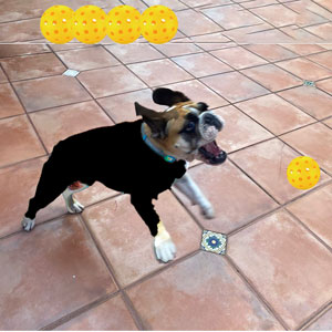 dog balls