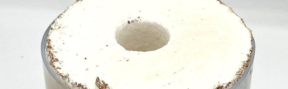 訳アリ確認用。タランドゥス 楽天市場】タランドゥスオオツヤ 1♀54個採卵！【DDA】カワラ菌