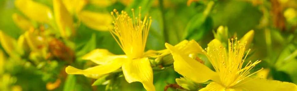 Closeup of yellow flowers growing on green stalks