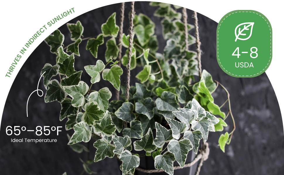 「nancy」la basic IVY Lowe's in Pot English Ivy (L3258) NURSERY at Lowes.com