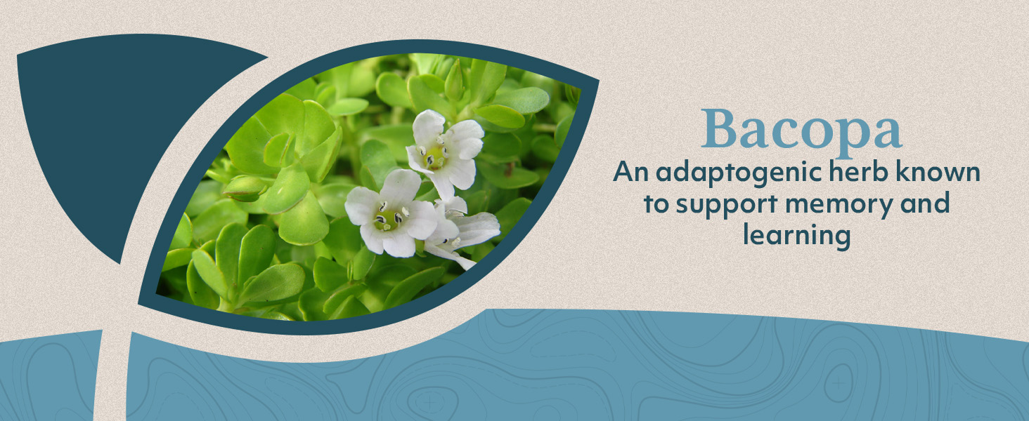 supplements extract bacoba 345 mg bacopin bicopa monnier bocopa vitamin brahmi bacomind herb