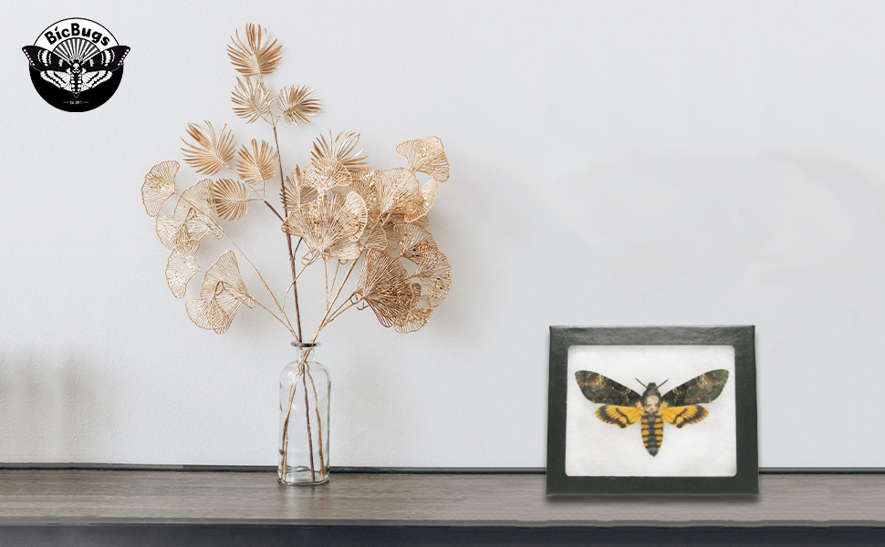 Framed Acherontia atropos displayed on table