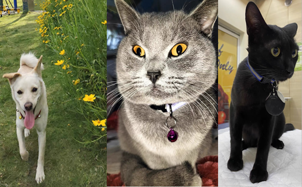 Reflective Collars for Cats