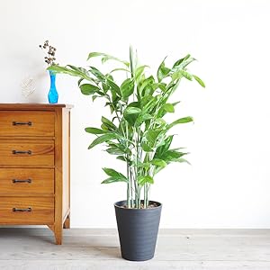 さぬきち　チャメドレア2種セット Amazon｜高性チャメドレア 観葉植物 本物 ブラックセラアート鉢