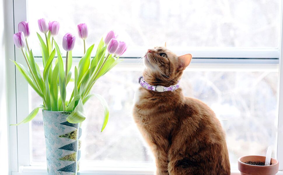 Pet Supplies Rising Paw 3 Pack Breakaway Custom Floral Cat Collars