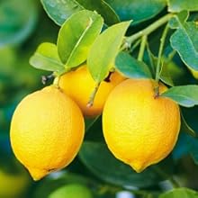 citrons