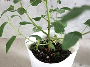 ユーカリ科さま専用 ユーカリ | 観葉植物の通販ならHitoHana