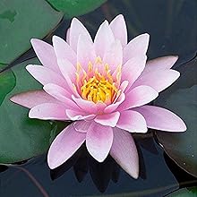 Pink Water Lily