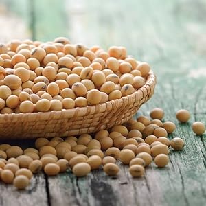 soy protein