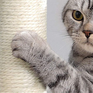 cat scratching posts