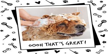 dog shampoo