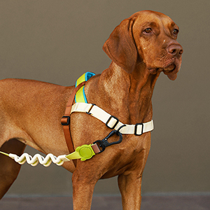 新品 SASSY MEOW サシーミャウ ハローキティ ハーネスXS リーシュ 新品 SASSY MEOW サシーミャウ ハローキティ ハーネスXS リーシュ