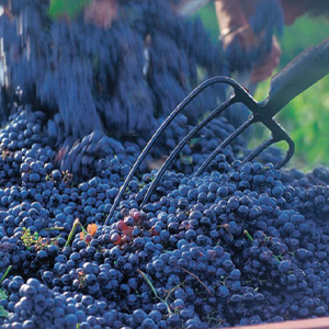 Complete Bordeaux: 4th edition: 4th edition: The Wines, The