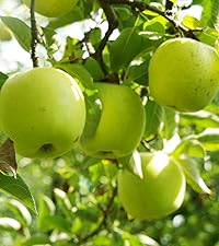 Amazon.co.jp: りんごの苗木 王林 4～5号ポット【品種で選べる