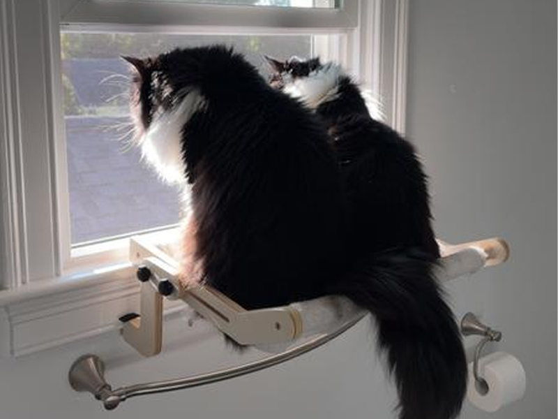cat perch window