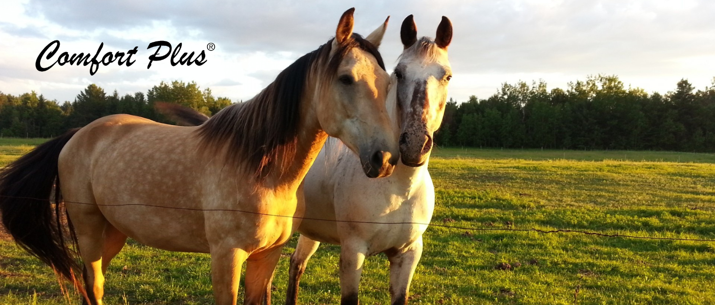 bareback pad for horses English & Western disciplines, bareback saddle pads