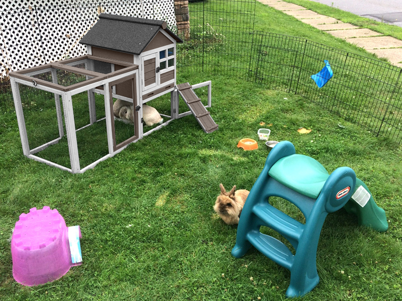 Aivituvin 51.6''L Rabbit Hutch Outdoor Chicken Coop Indoor