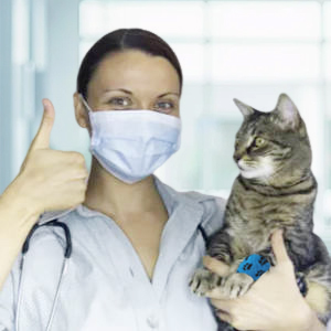 dog bandages for wounds