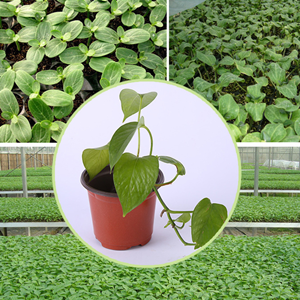 200 PCS 4" Plastic Nursery Pots