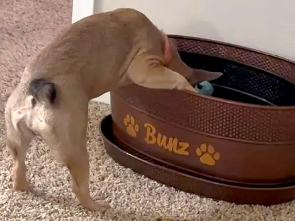 Personalized dog toy box with dog's head inside the toy box. Actual customer photo.