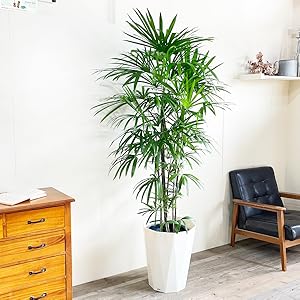シュロチク 棕櫚竹 尺鉢 160cm 観葉植物 インテリアグリーン 和モダン