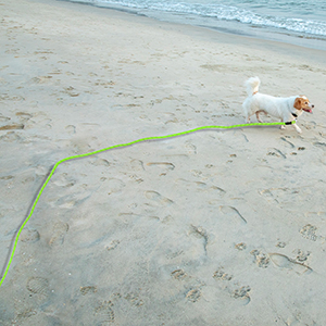 long line dog lead