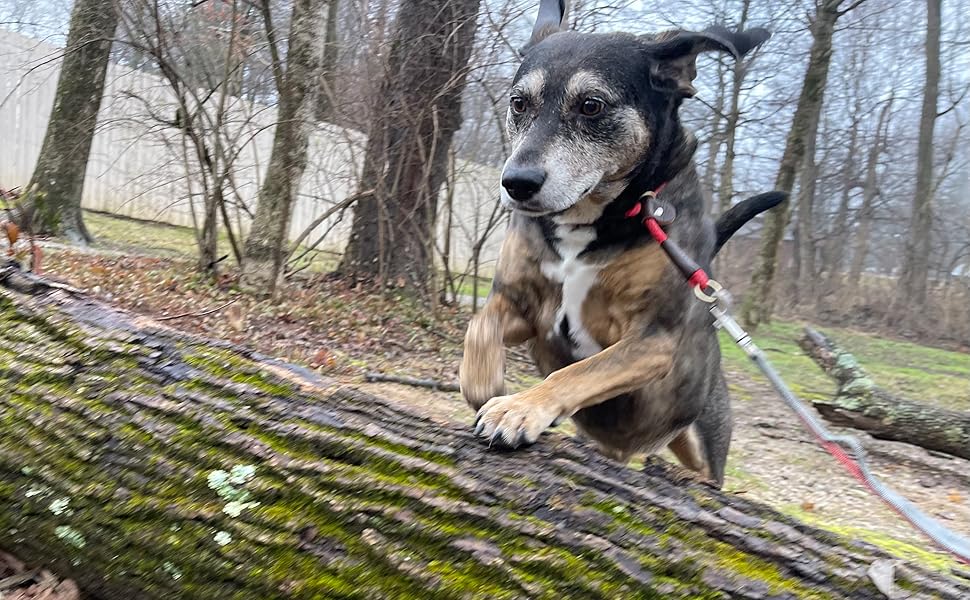 Sasha jumping over log