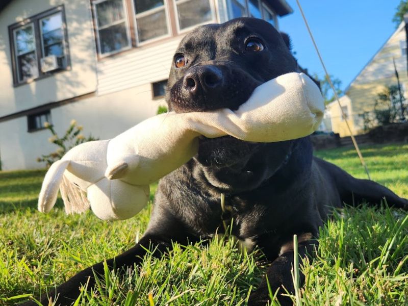 neutral natural large small aggressive indestructible chewer puppy noisy plush kong christmas gift